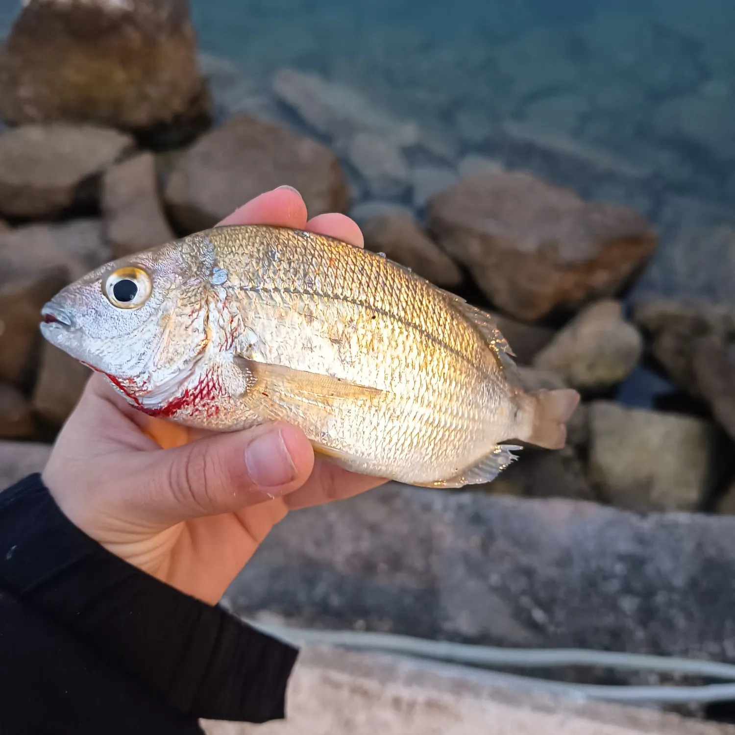 The most recent Annular seabream catches on Fishbrain