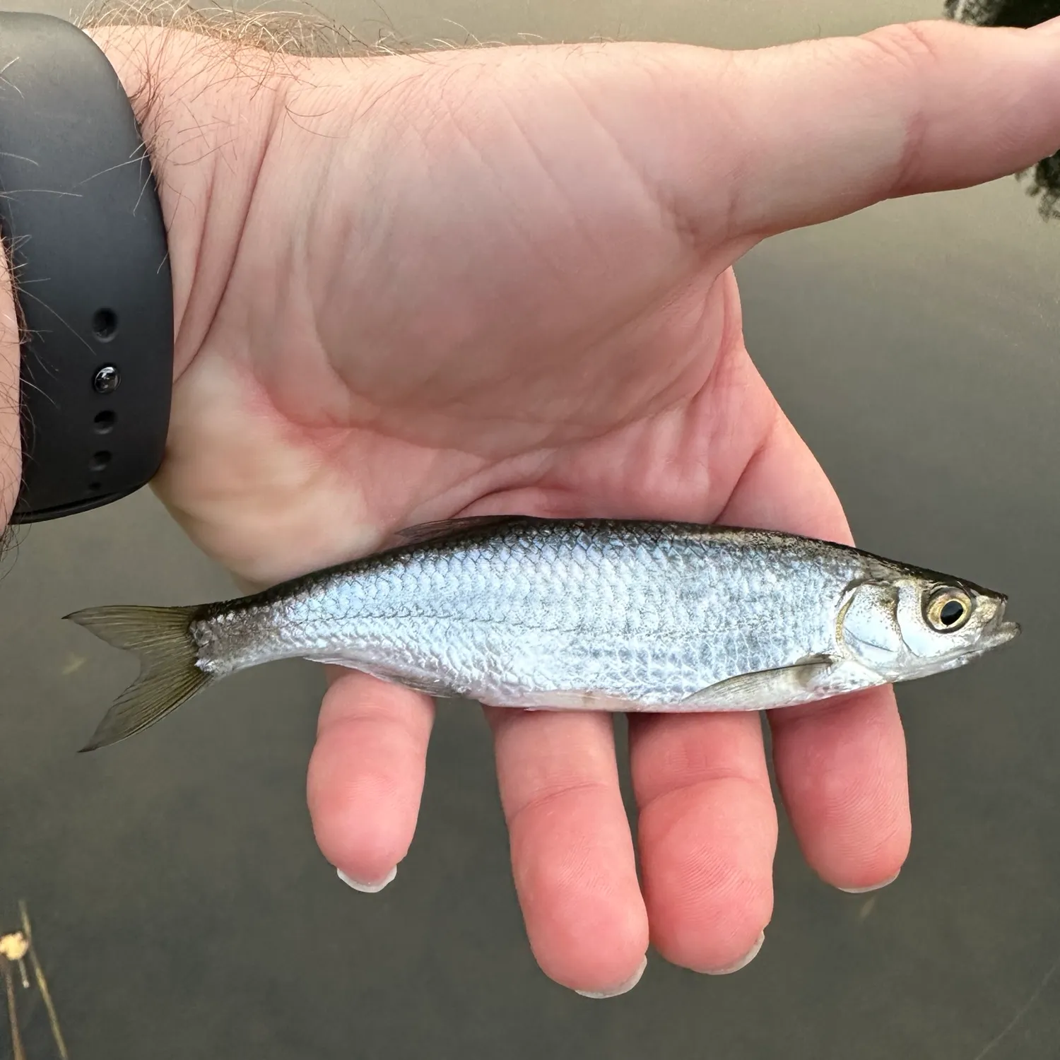 The most recent Common dace catches on Fishbrain