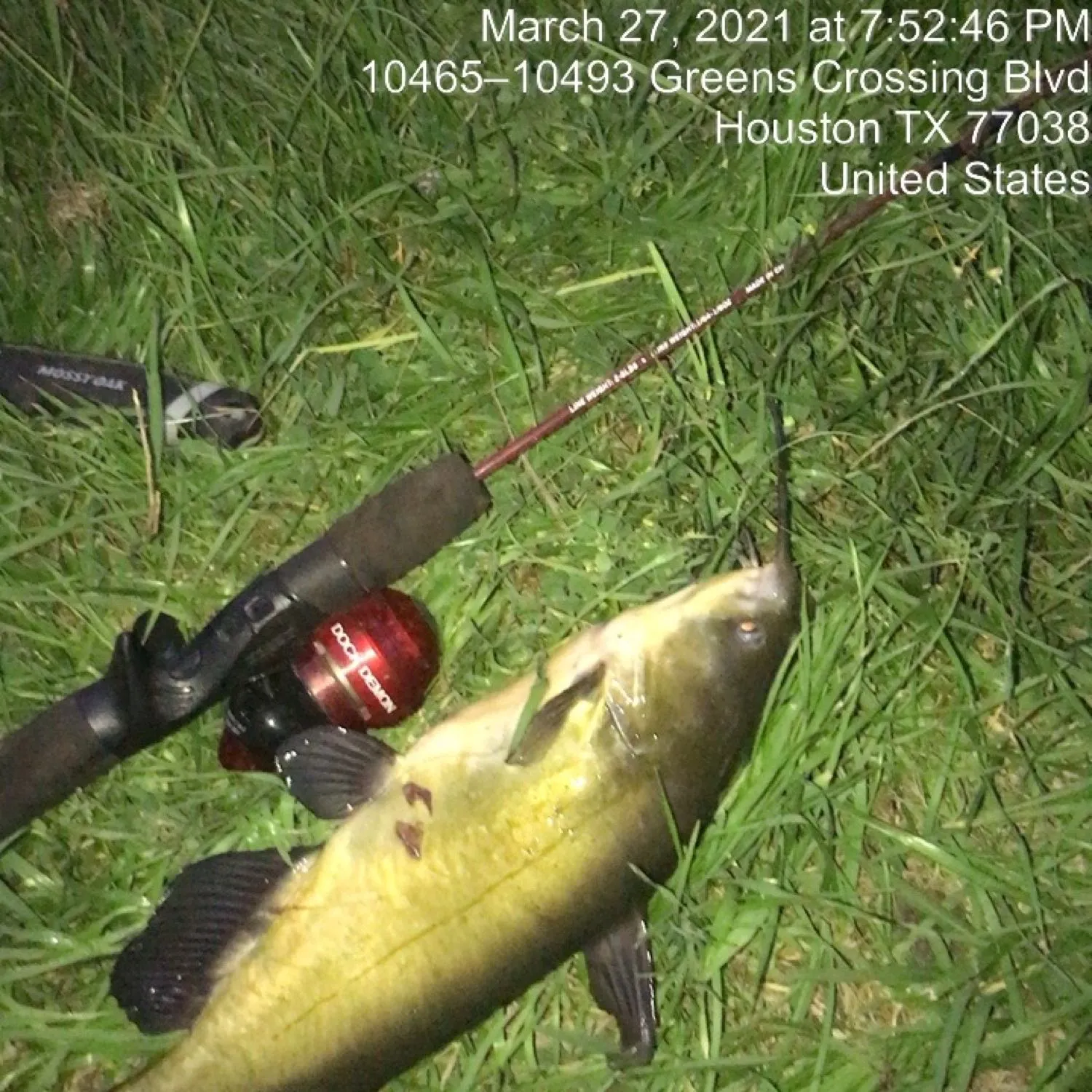 recently logged catches