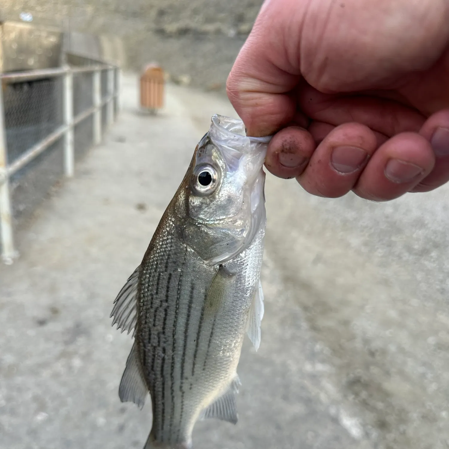 White bass caught on Fishbrain