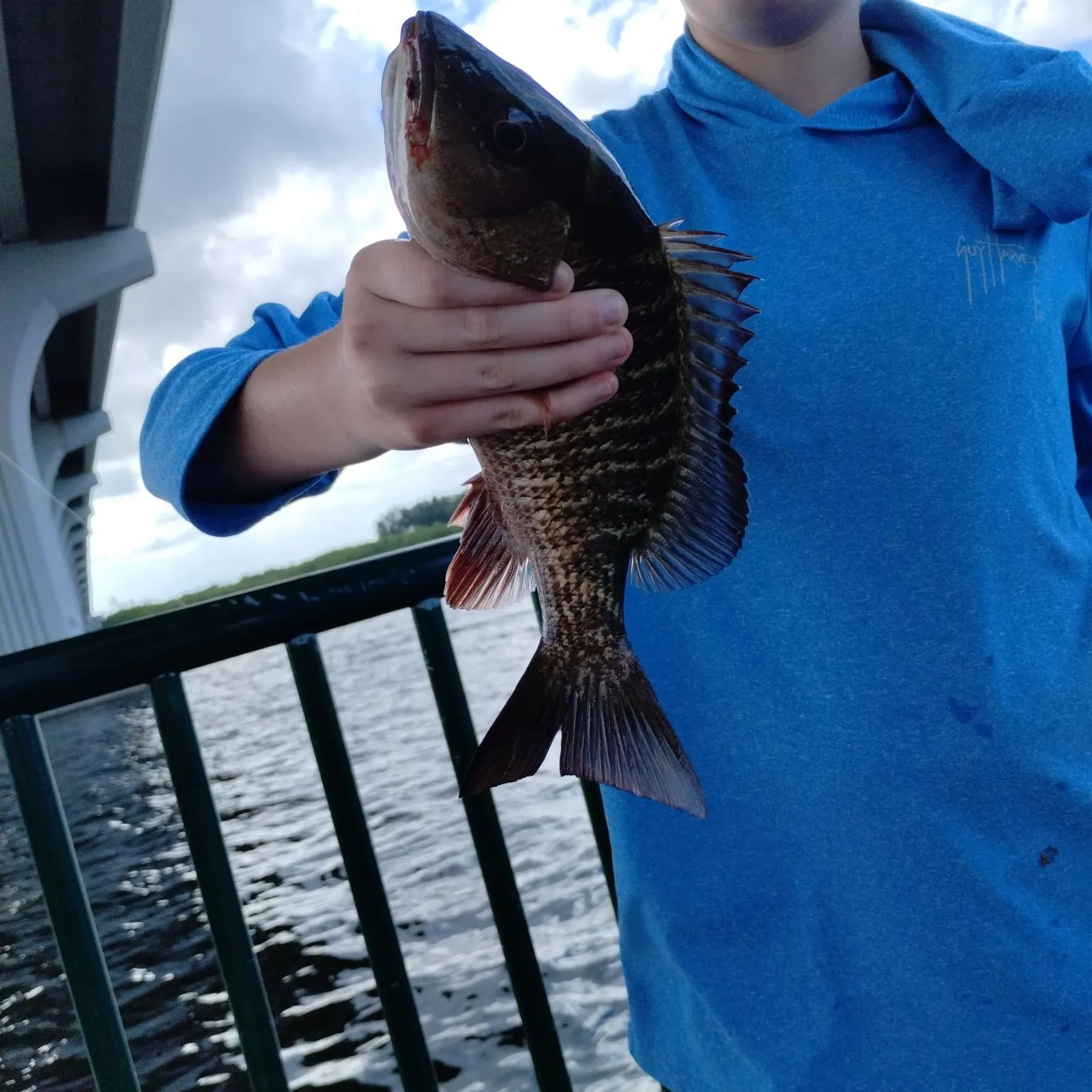 The most recent Mangrove snapper catches on Fishbrain