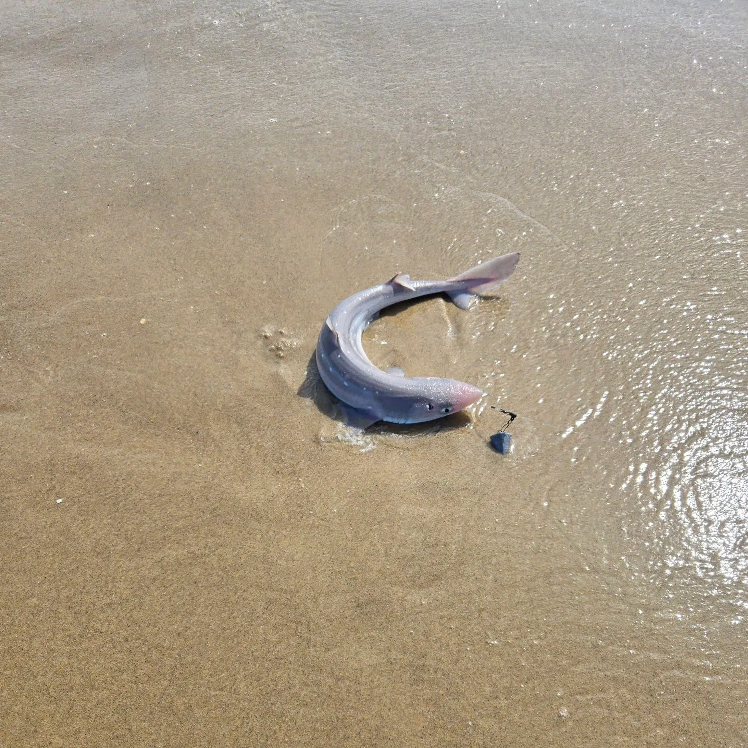 The most recent Piked dogfish catches on Fishbrain