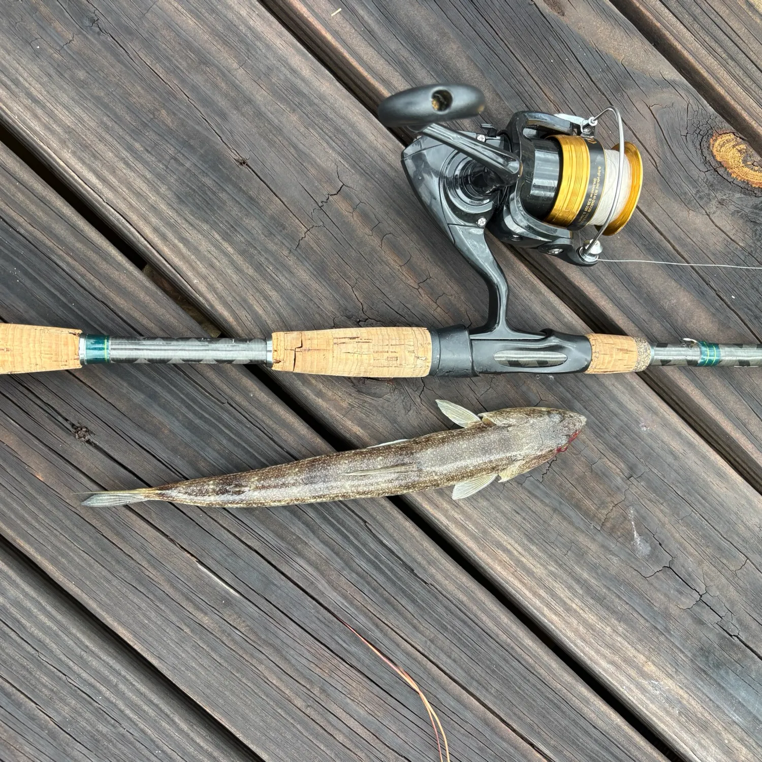 Inshore lizardfish caught on Fishbrain
