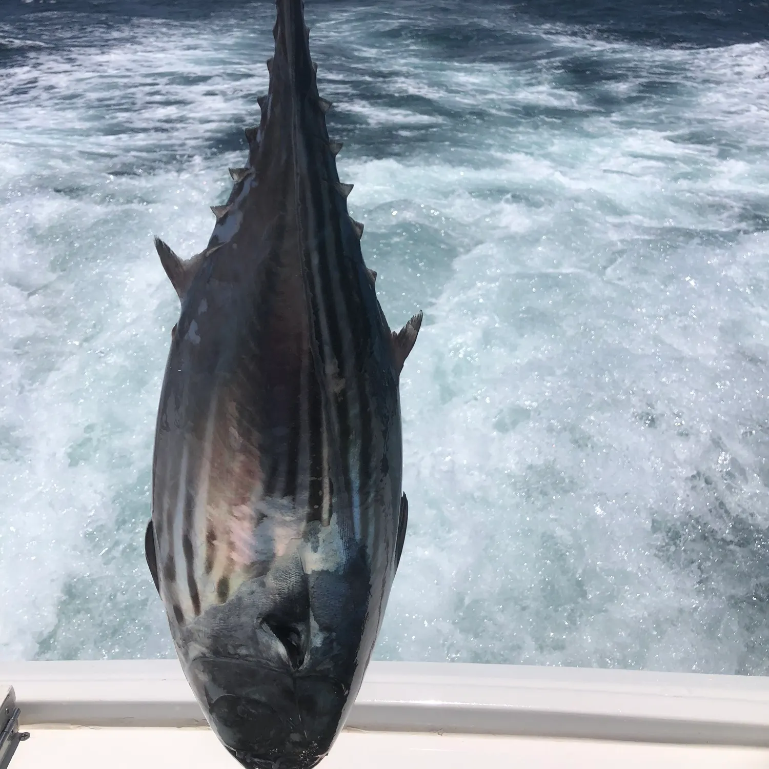 The most recent Skipjack tuna catches on Fishbrain
