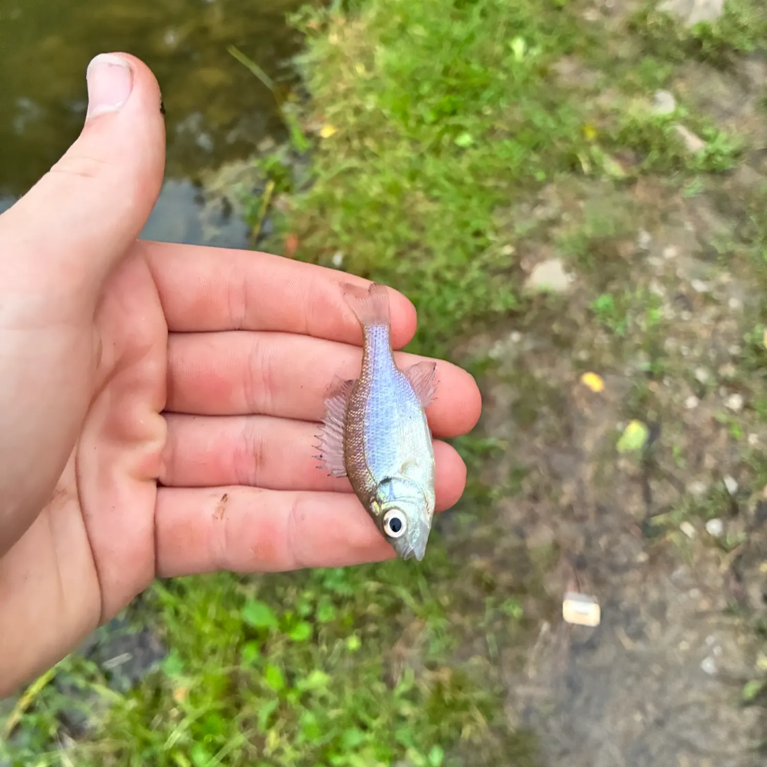Bluegill caught on Fishbrain