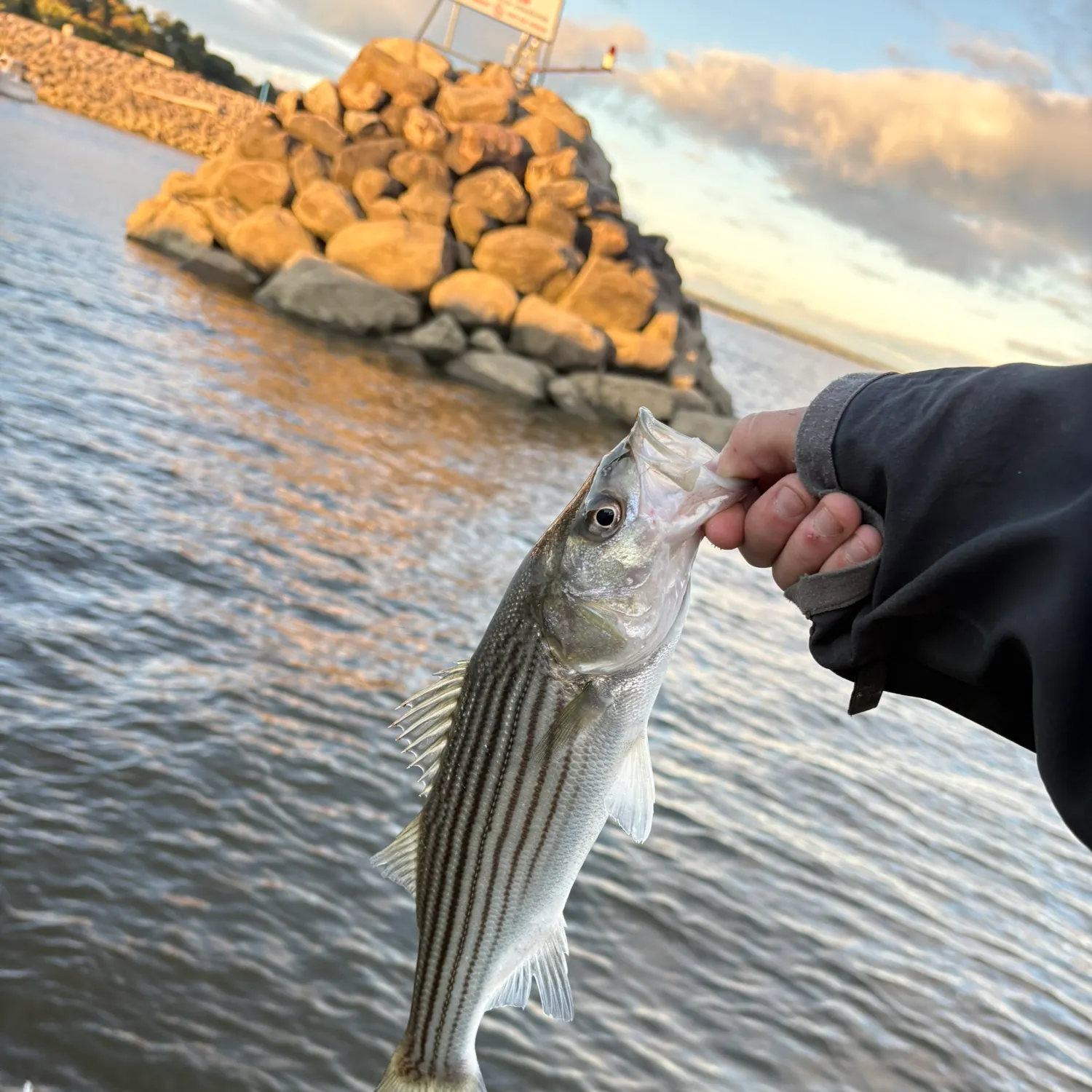 Striped bass caught on Fishbrain