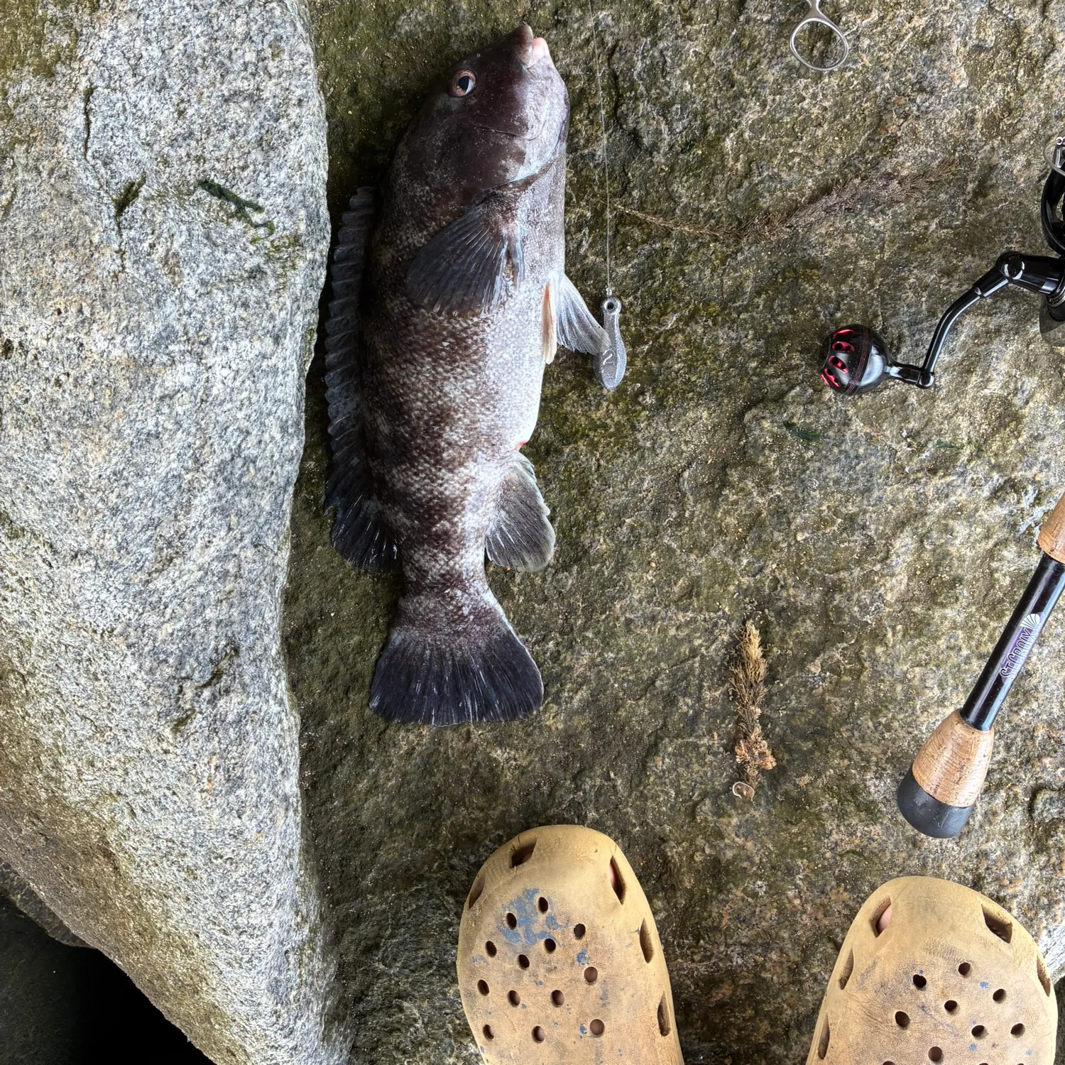 The most recent Tautog catches on Fishbrain