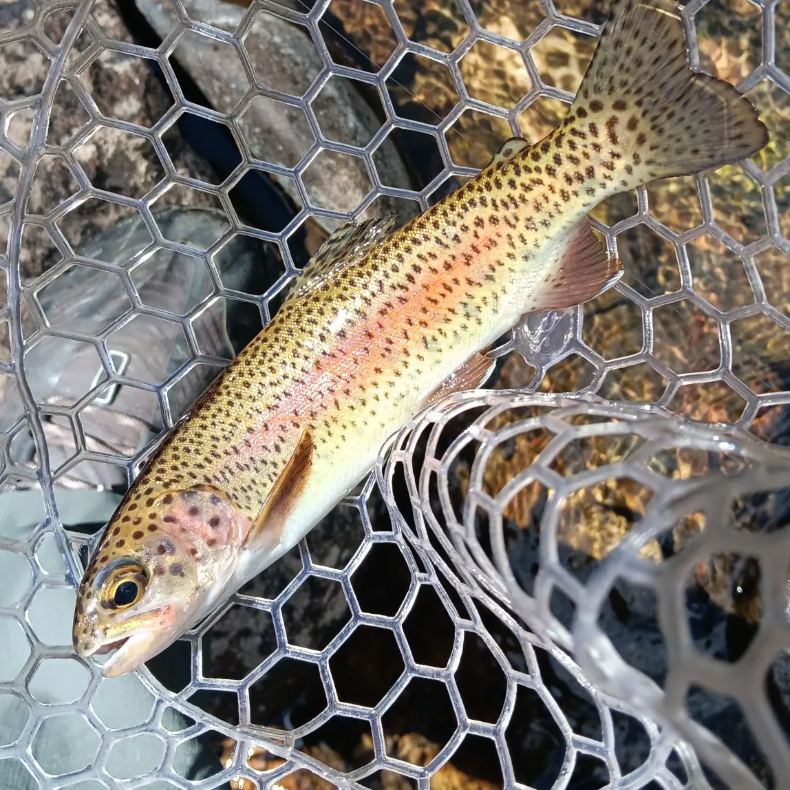 Rainbow trout caught on Fishbrain