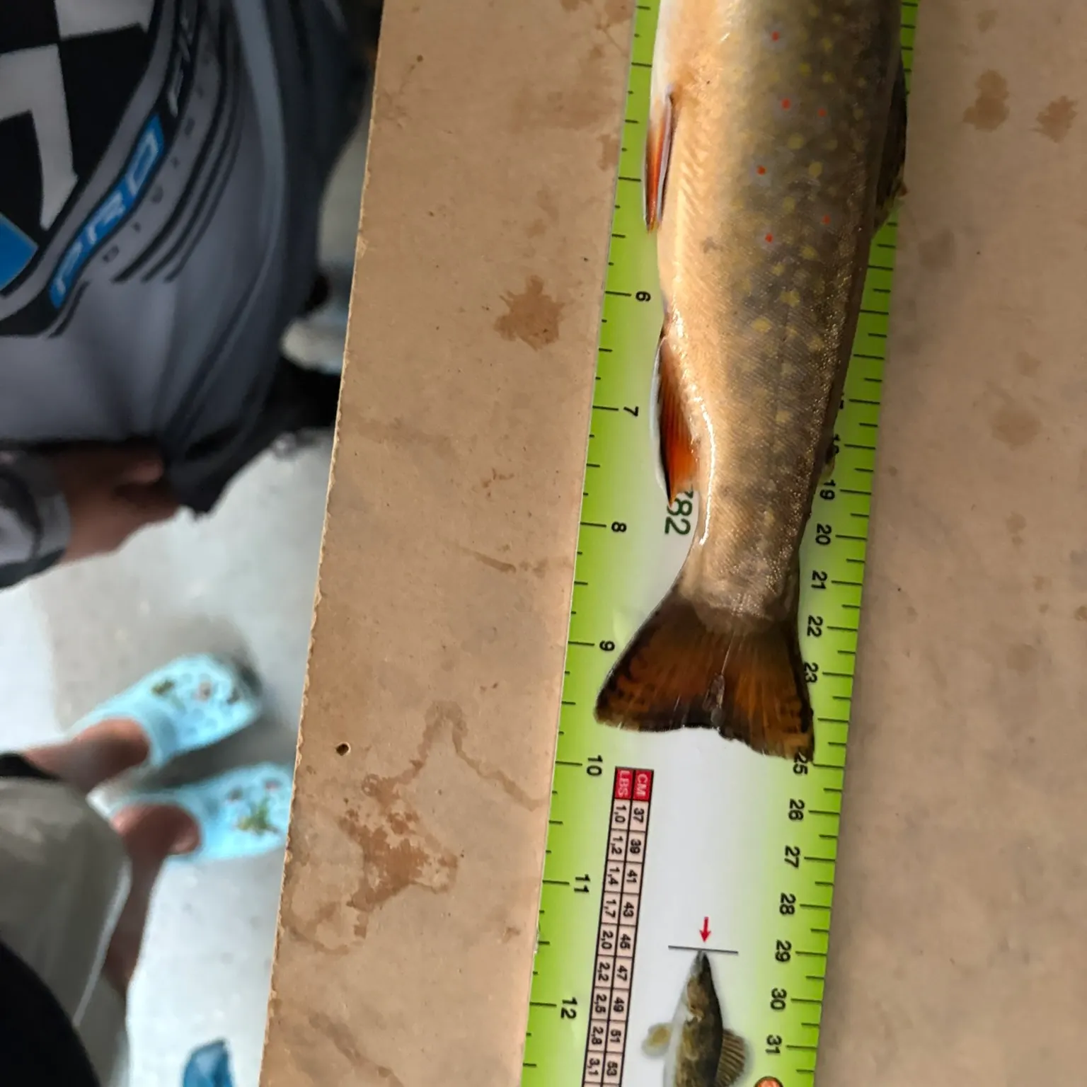 recently logged catches
