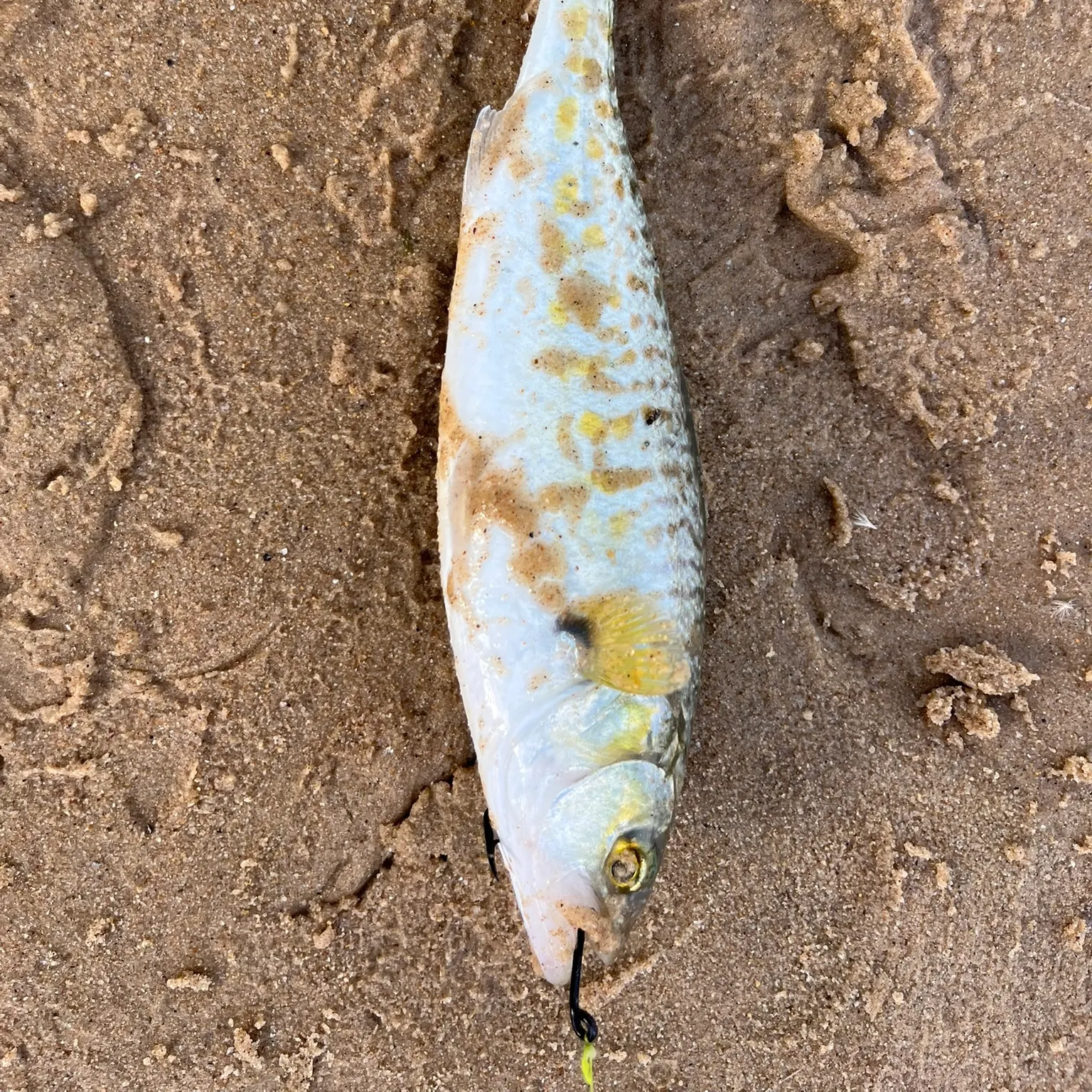 The most recent Eastern Australian salmon catches on Fishbrain