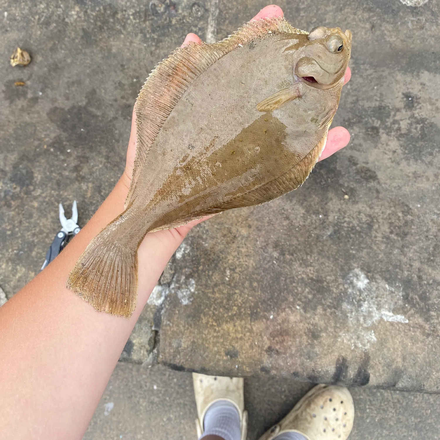 The most recent Common dab catches on Fishbrain