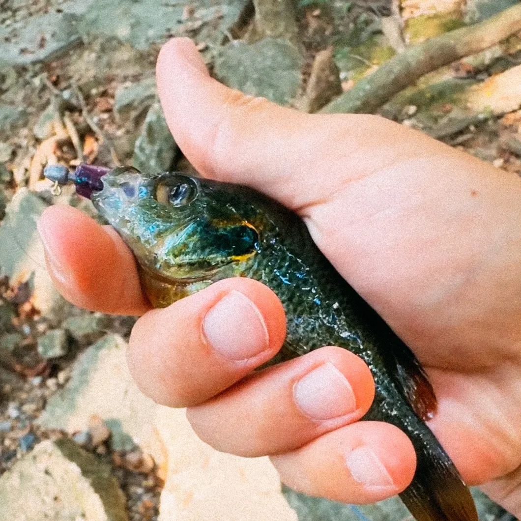 Redspotted sunfish caught on Fishbrain