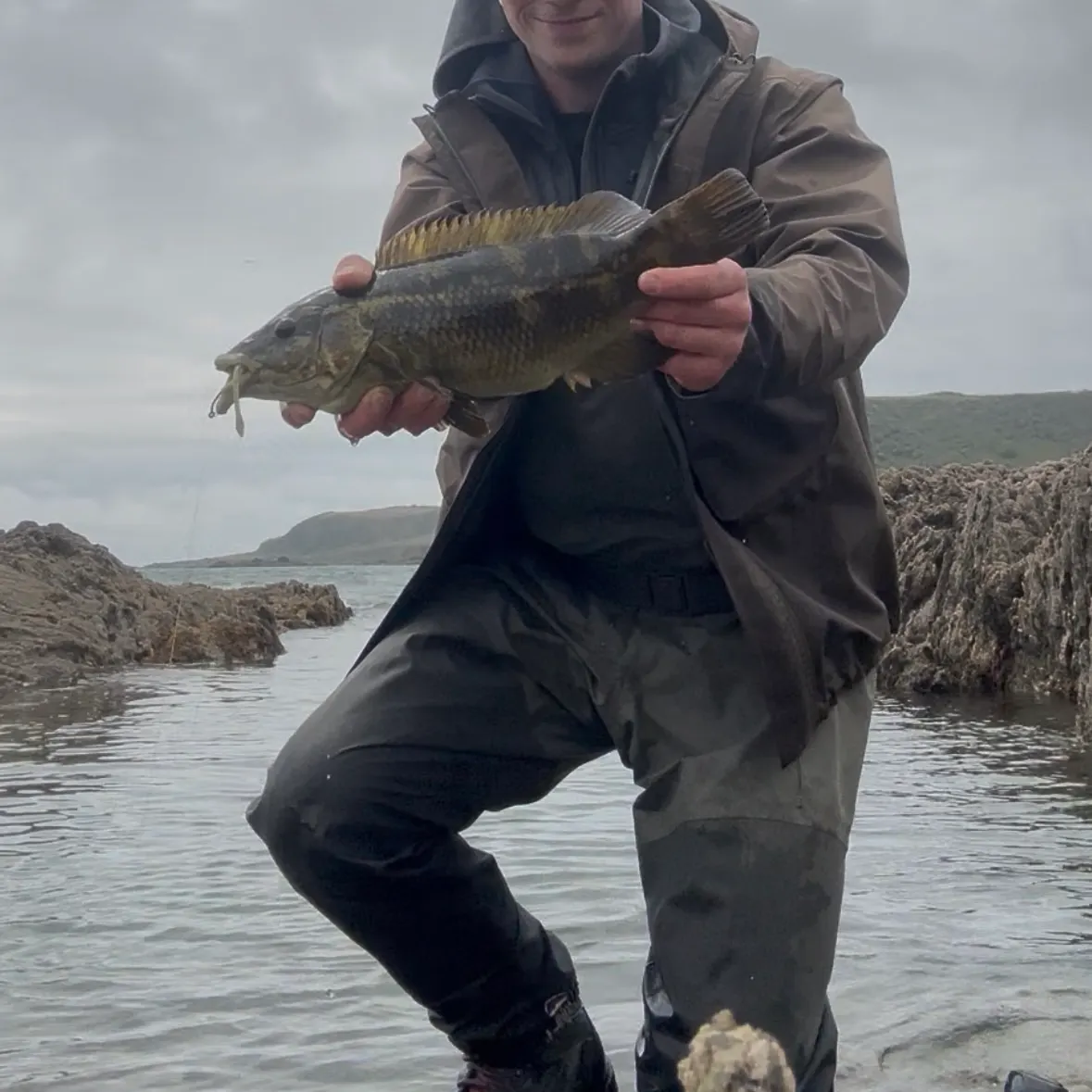 The most recent Ballan wrasse catches on Fishbrain