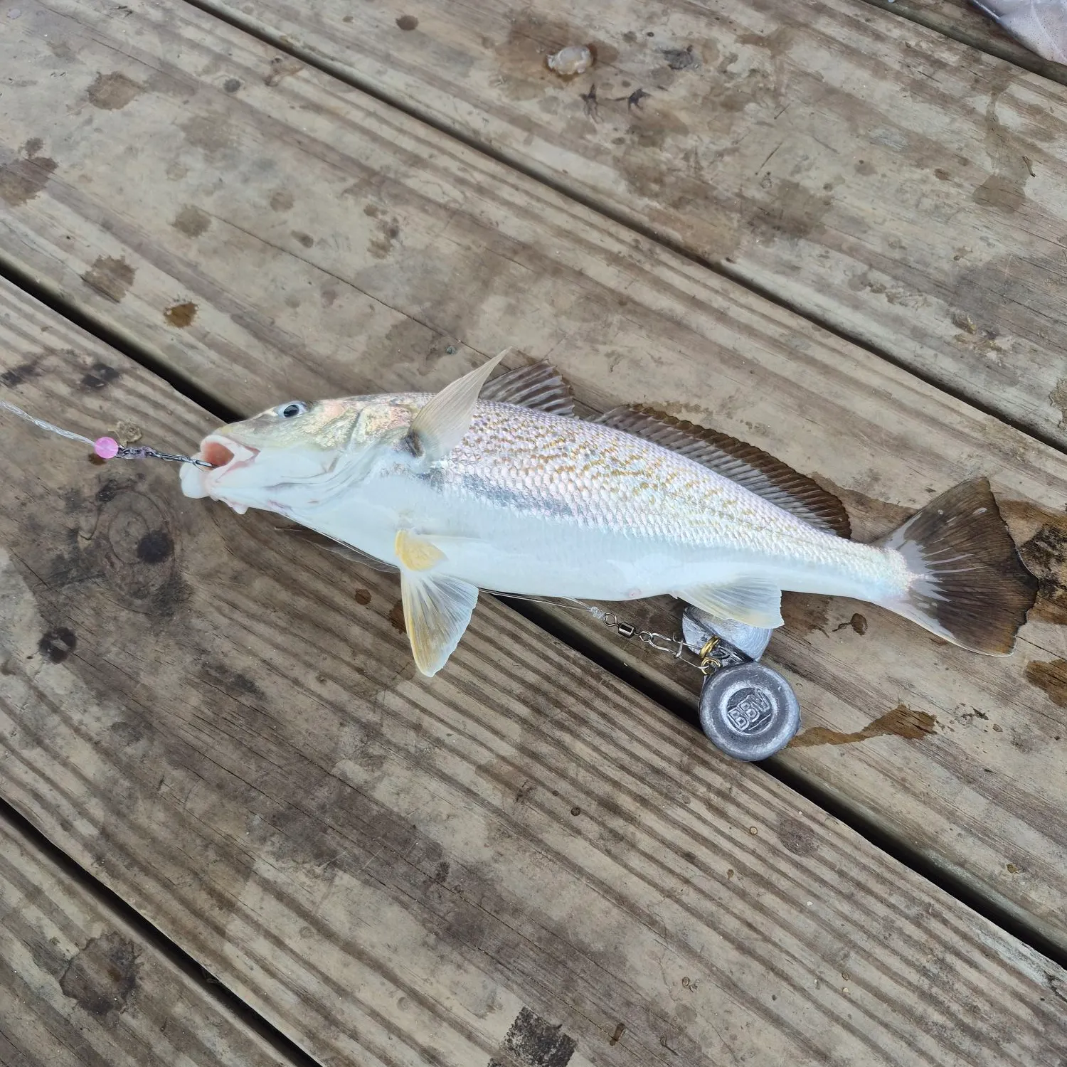 Atlantic croaker caught on Fishbrain