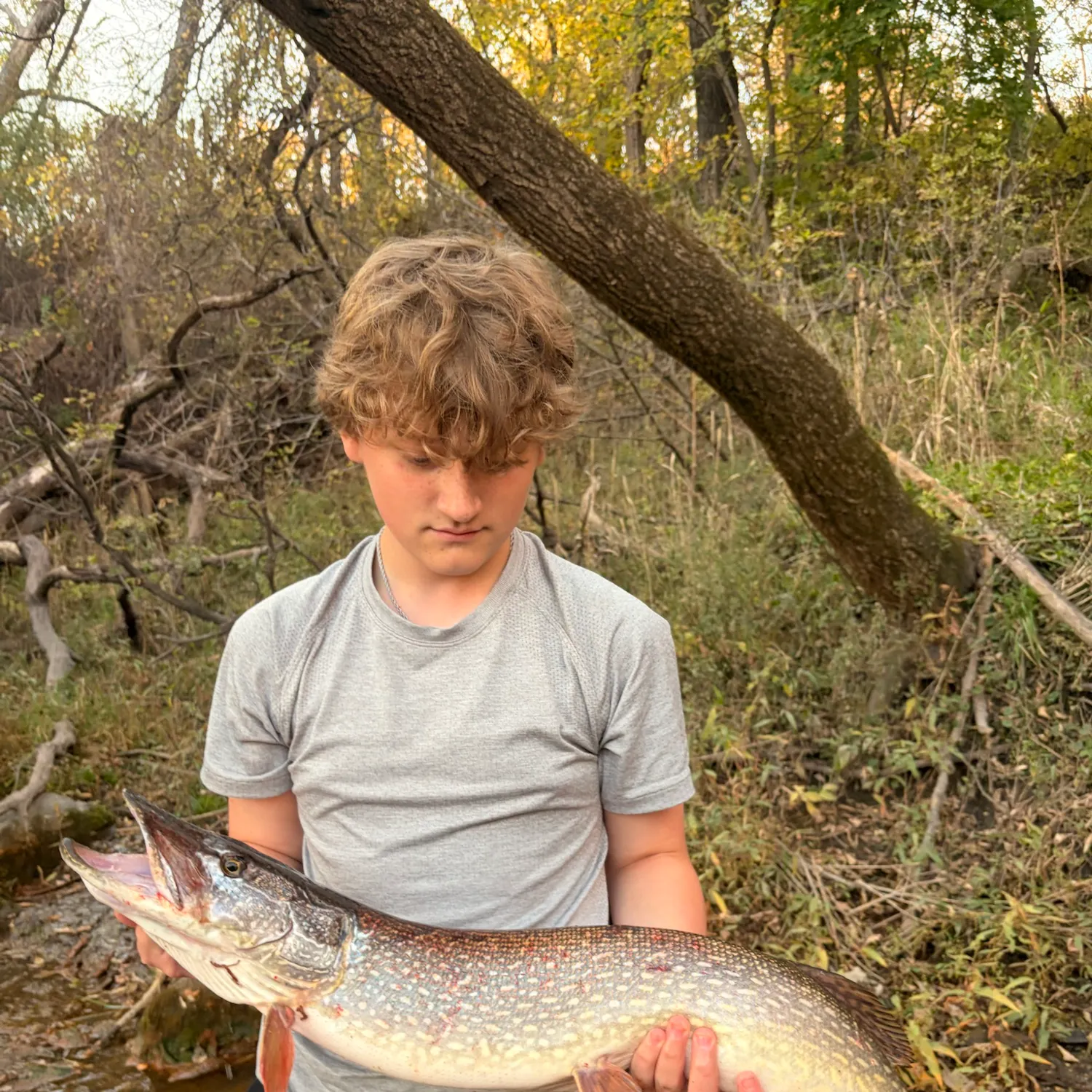 Northern pike caught on Fishbrain
