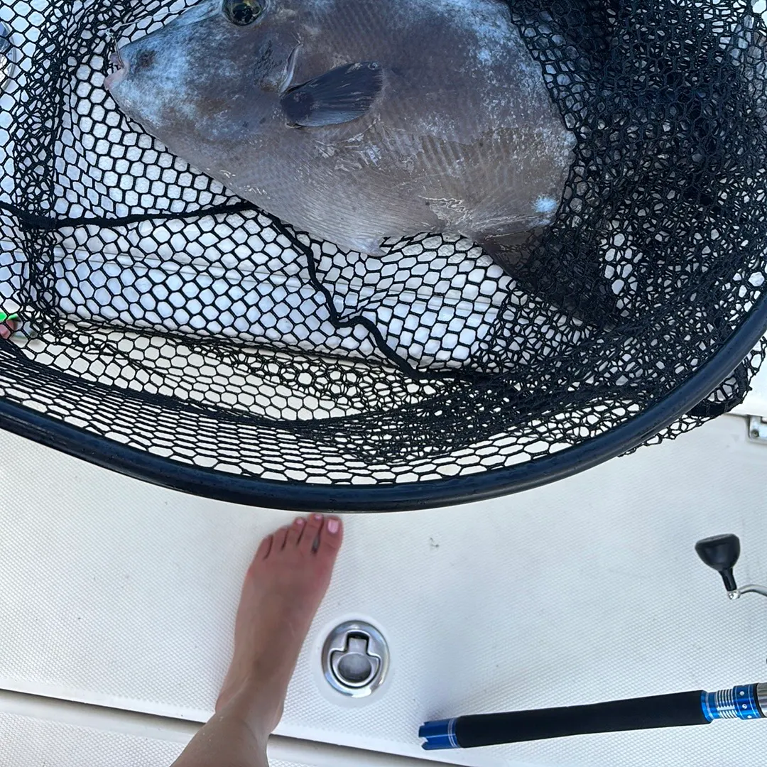 The most recent Grey triggerfish catches on Fishbrain