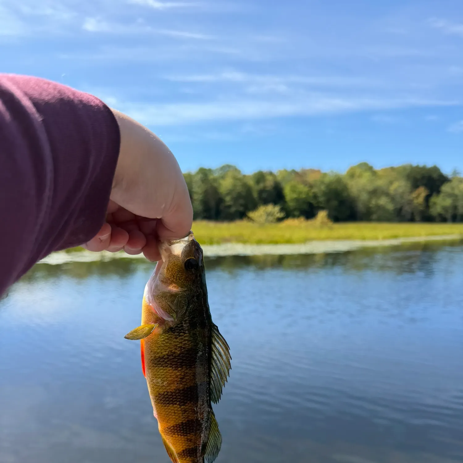 Yellow perch caught on Fishbrain