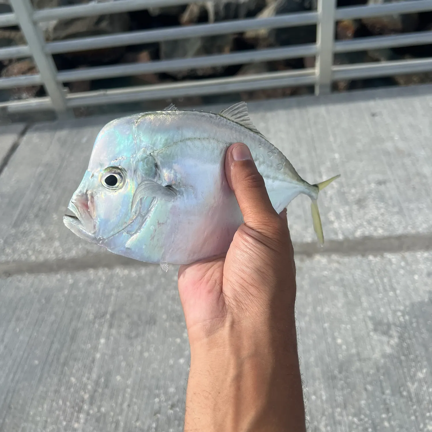 The most recent Lookdown catches on Fishbrain