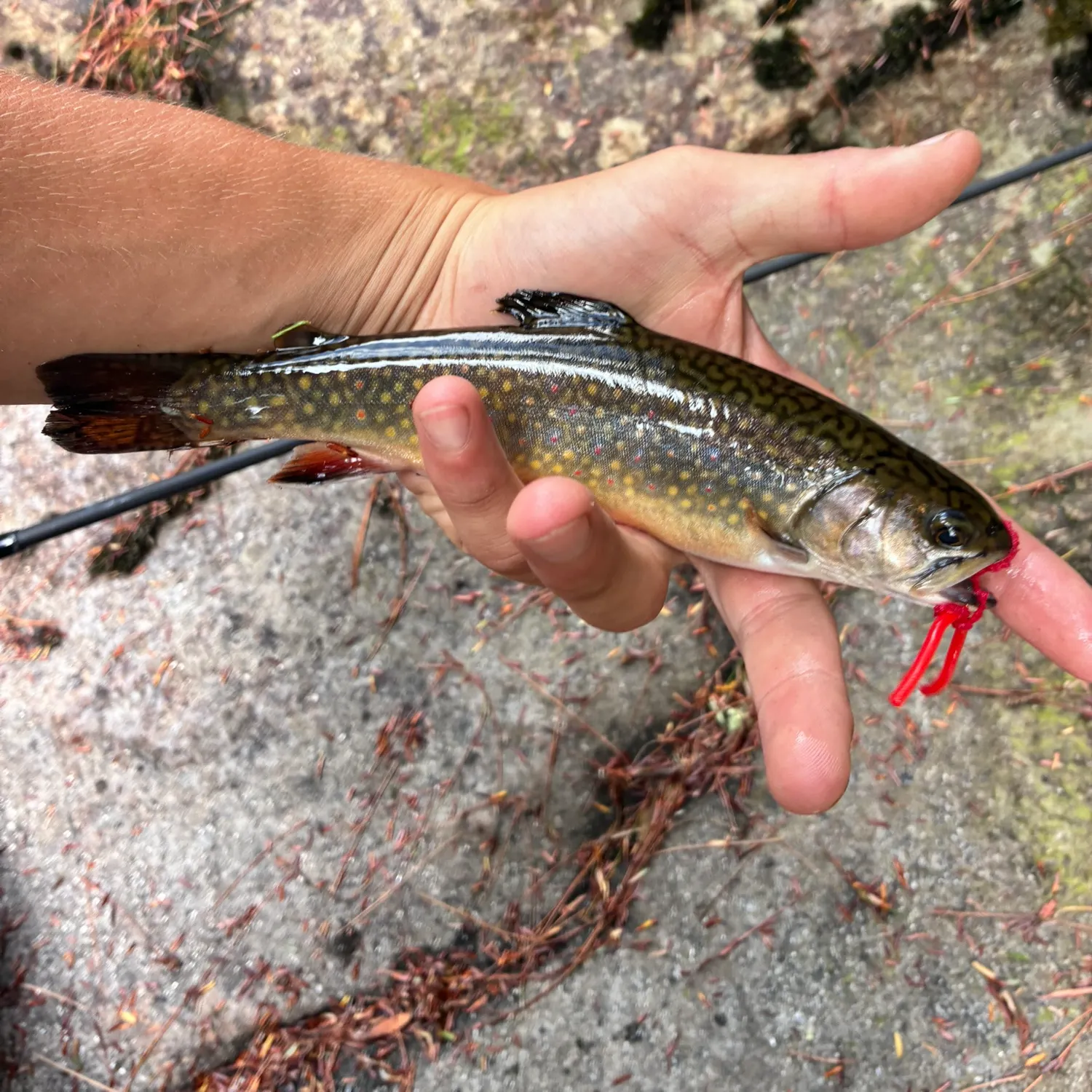 Brook trout caught on Fishbrain