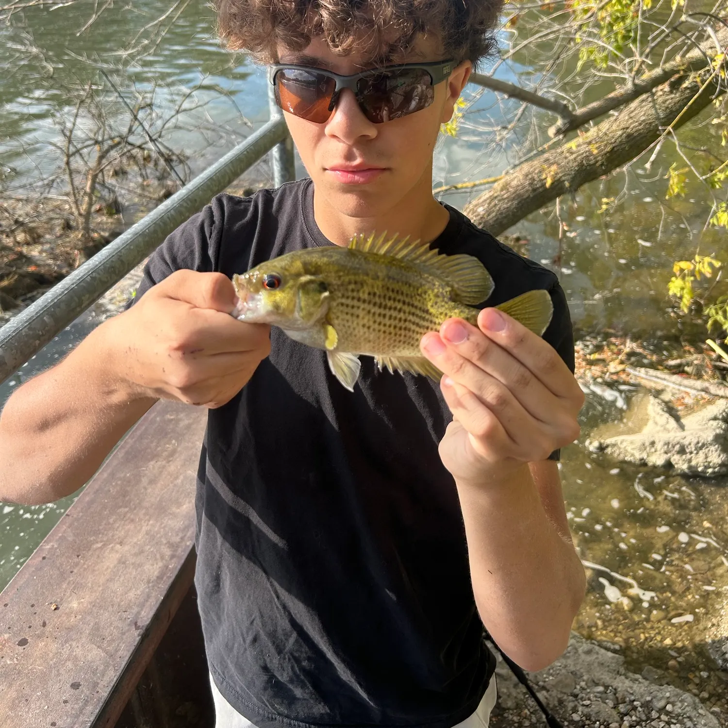 Rock bass caught on Fishbrain