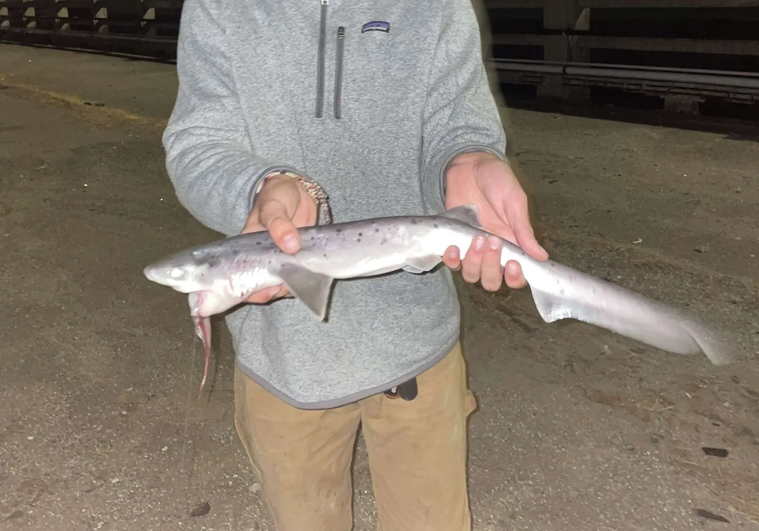 Broadnose sevengill shark