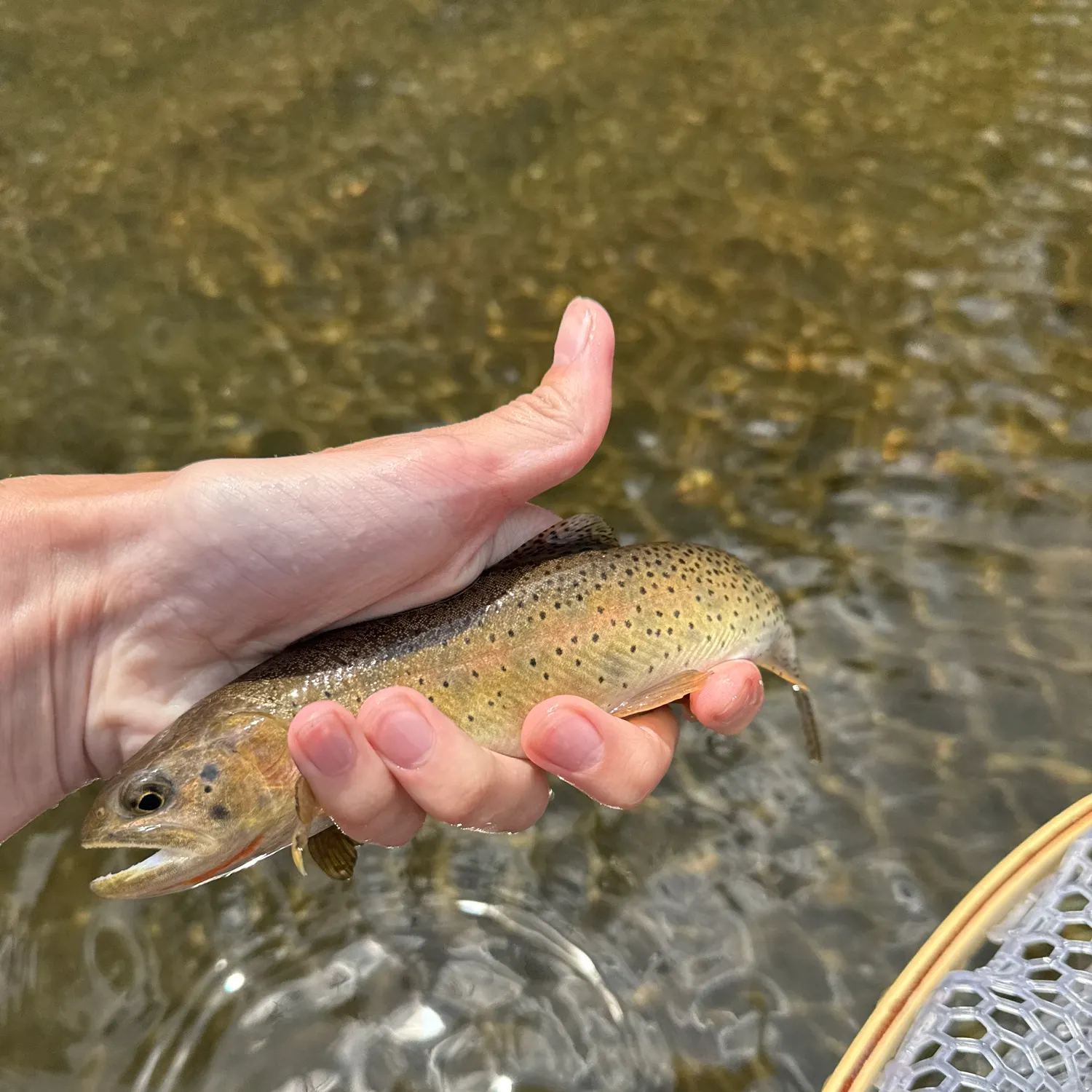 The most recent Greenback cutthroat trout catches on Fishbrain
