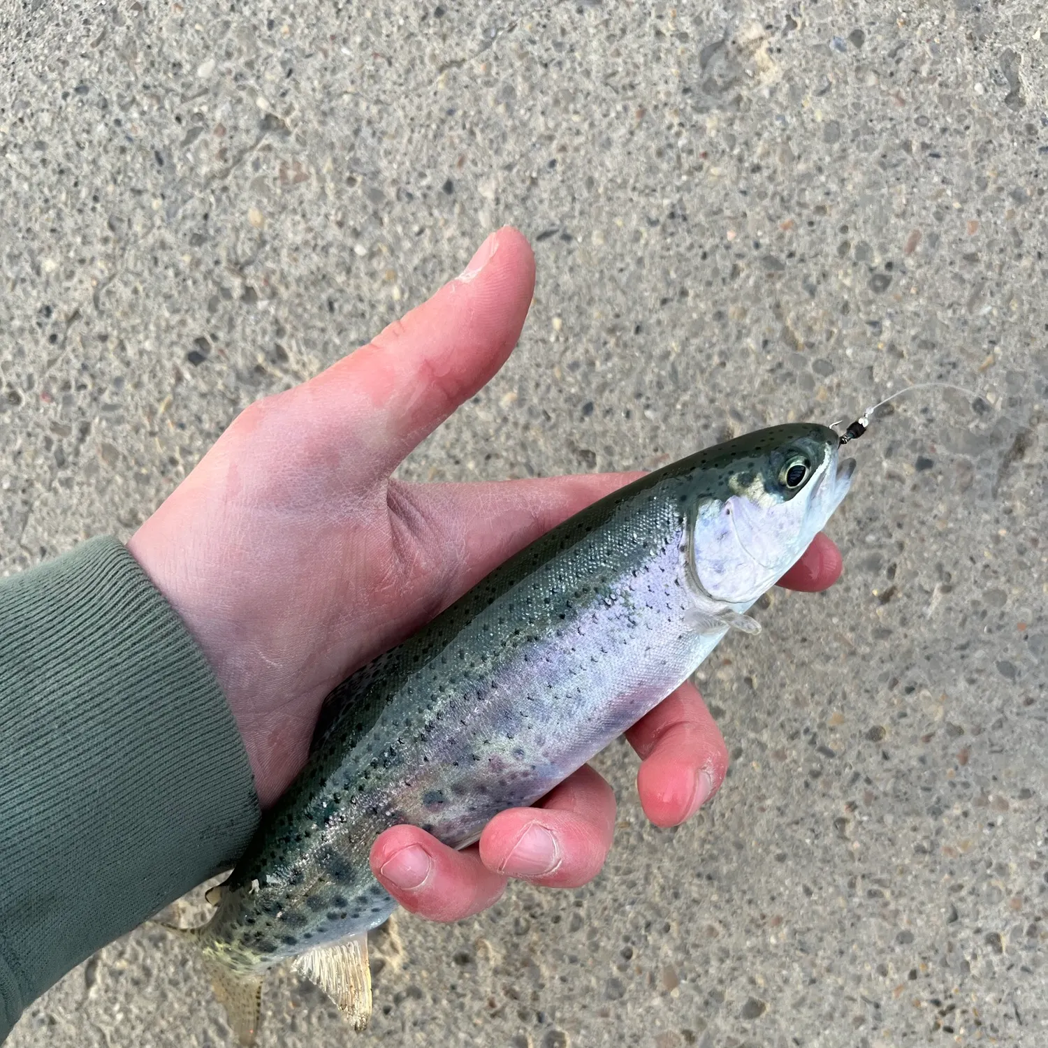 Rainbow trout caught on Fishbrain