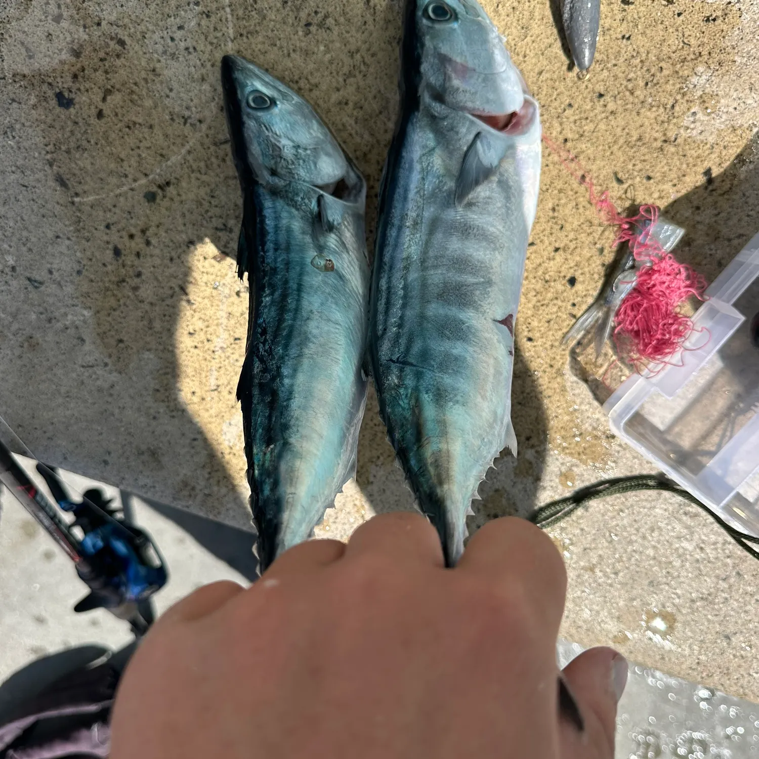 Pacific bonito caught on Fishbrain