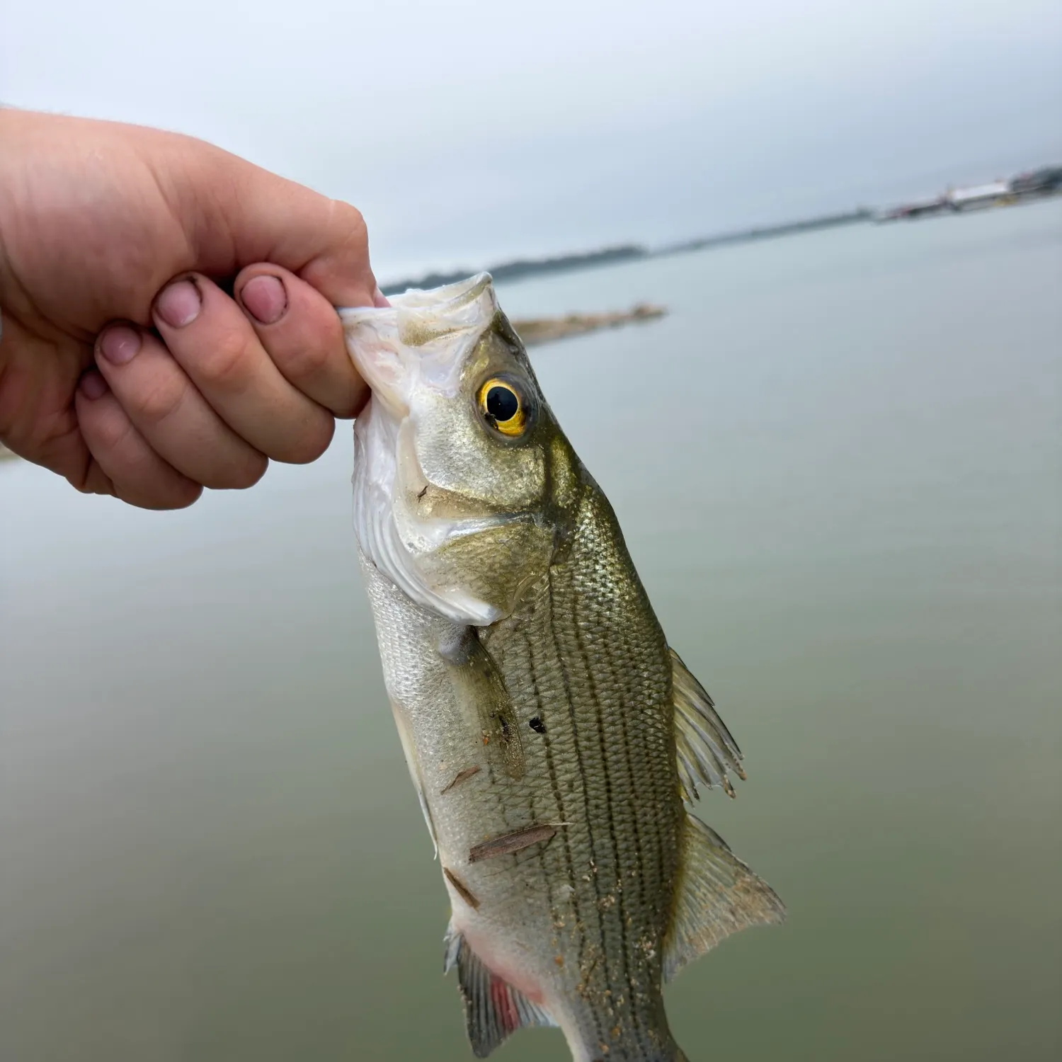 White bass caught on Fishbrain