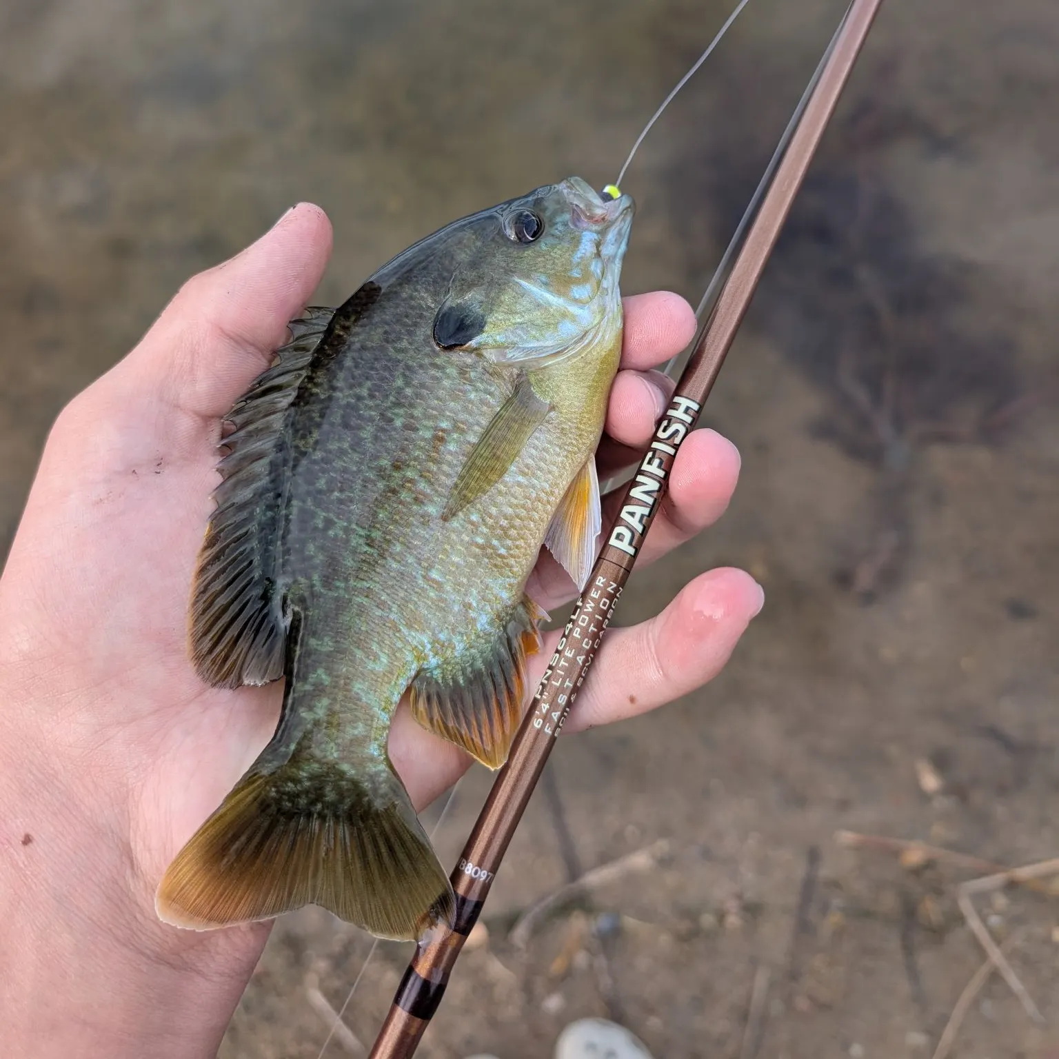 The most recent Greengill hybrid catches on Fishbrain