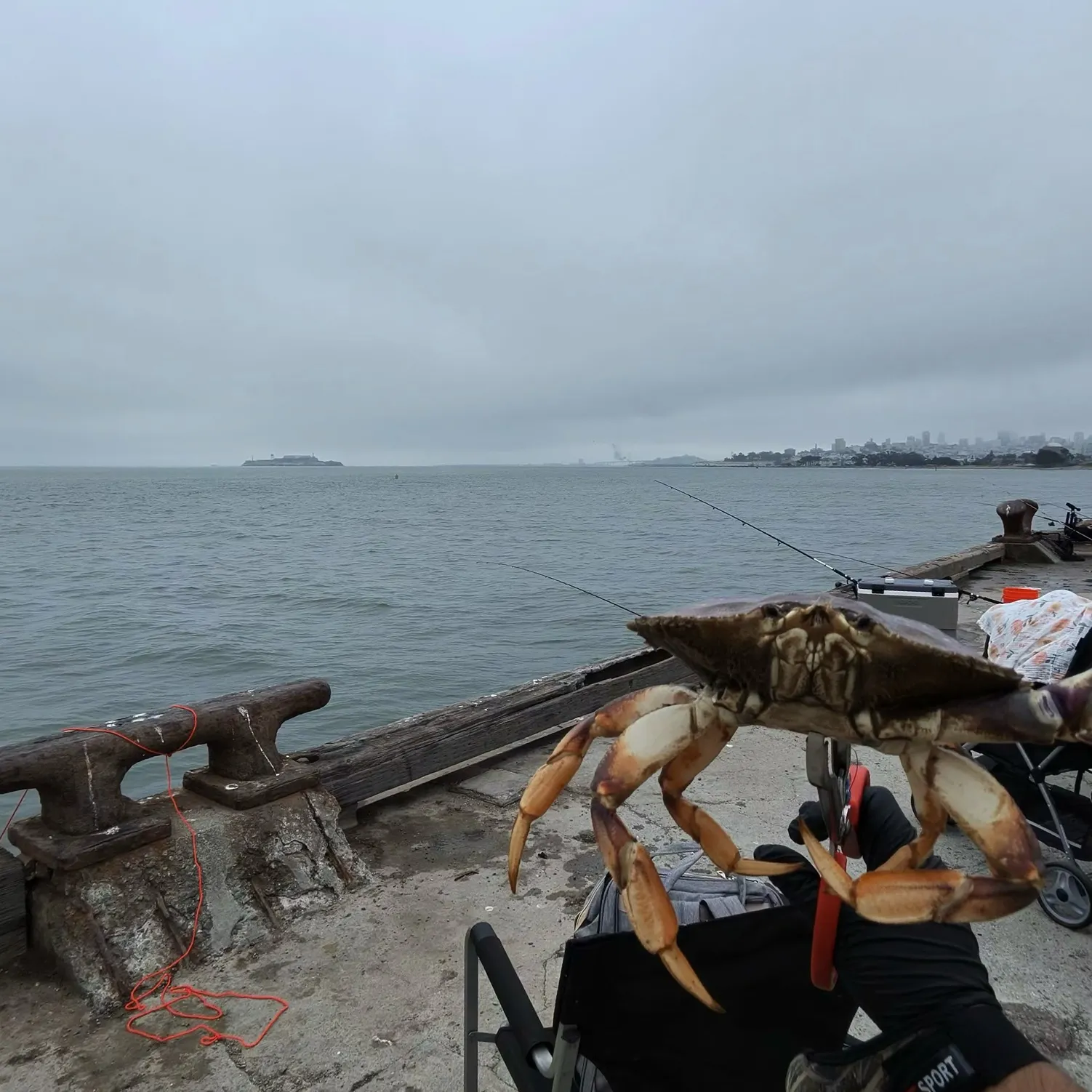 The most recent Dungeness crab catches on Fishbrain
