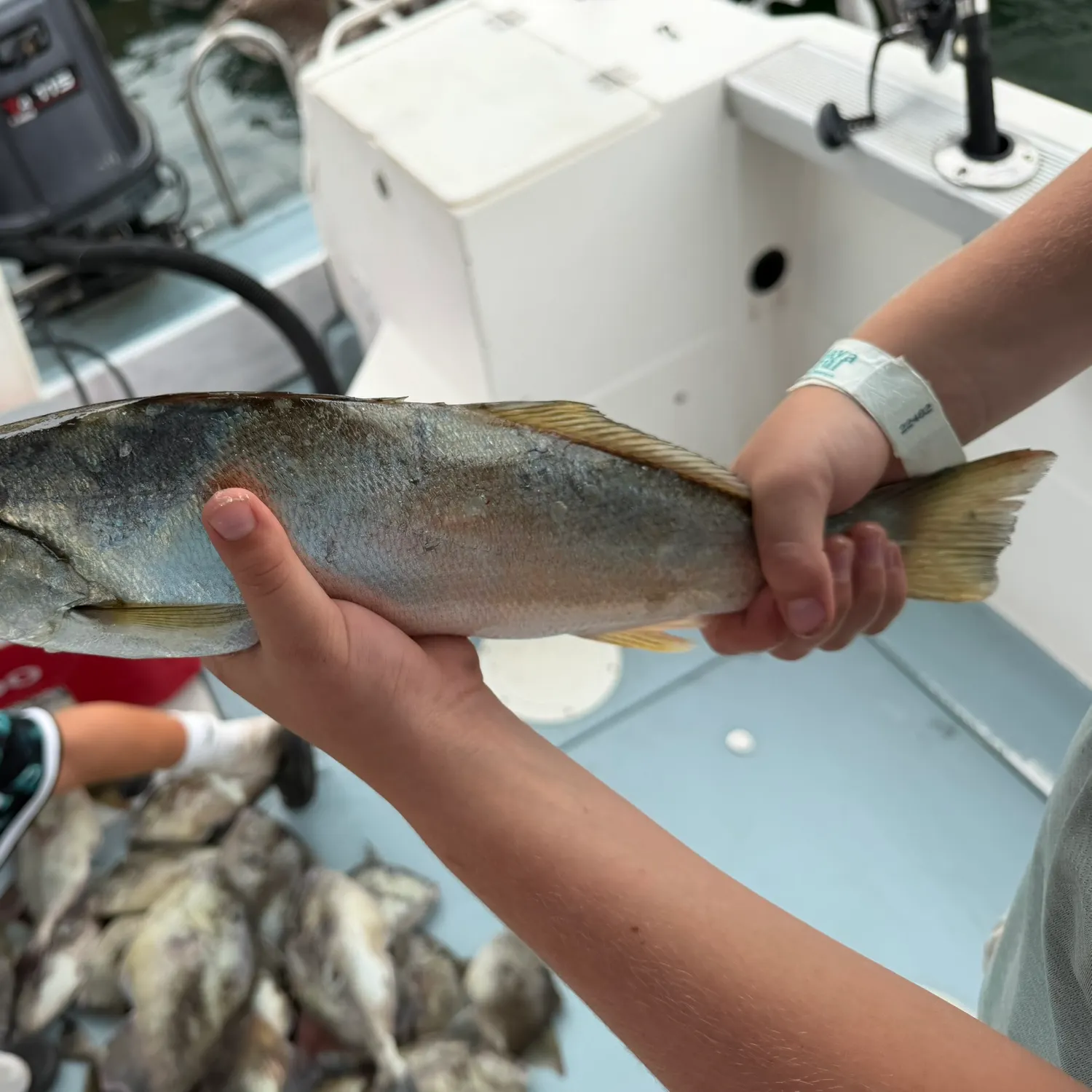 The most recent Silver seatrout catches on Fishbrain