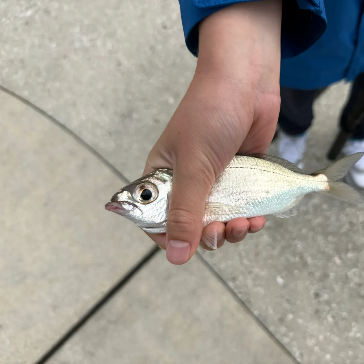 The most recent Atlantic spotfin mojarra catches on Fishbrain