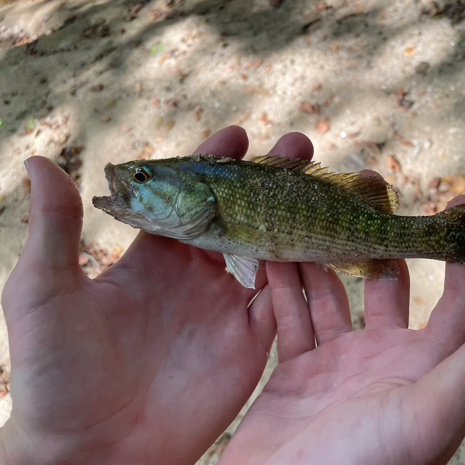 Tallapoosa bass caught on Fishbrain