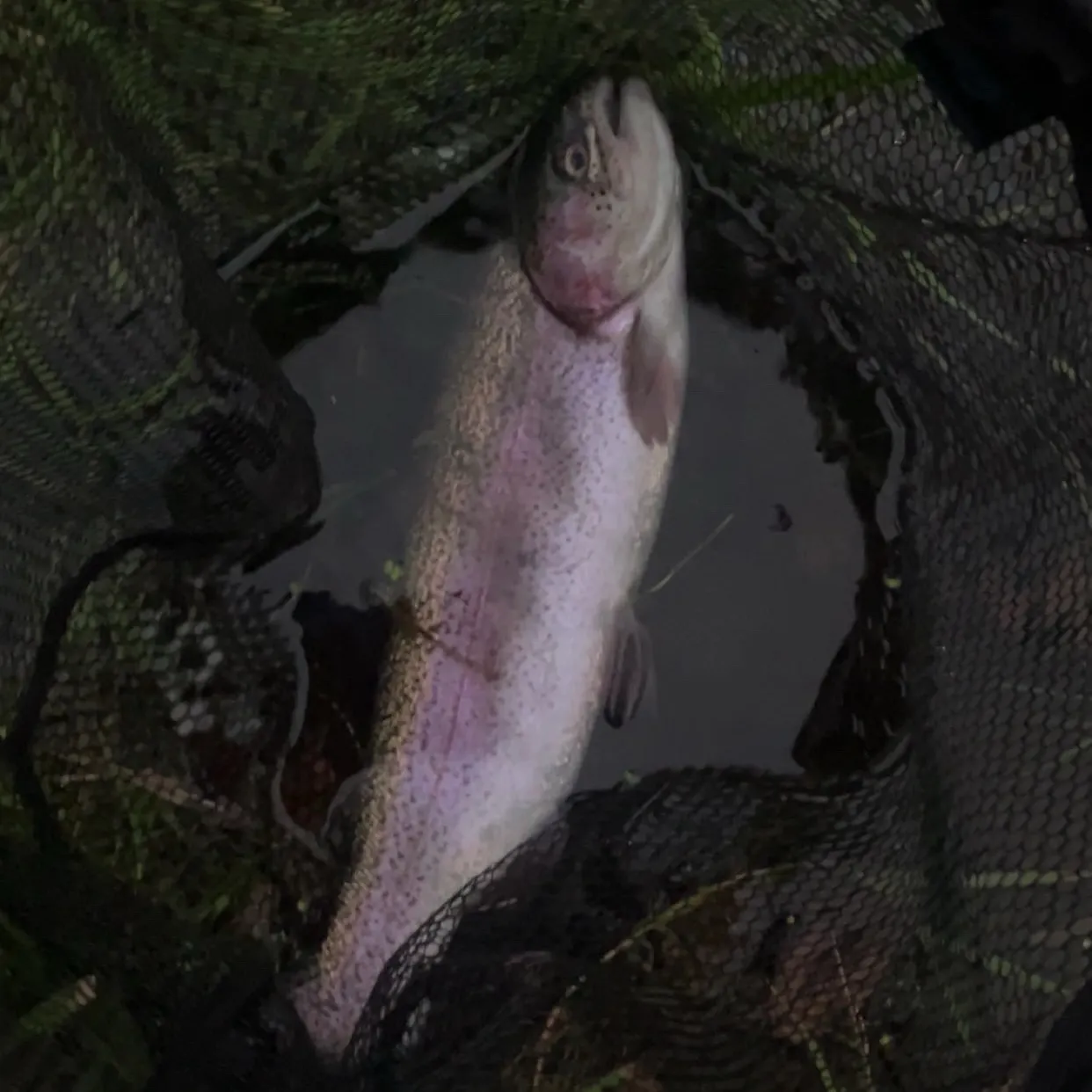 Rainbow trout caught on Fishbrain