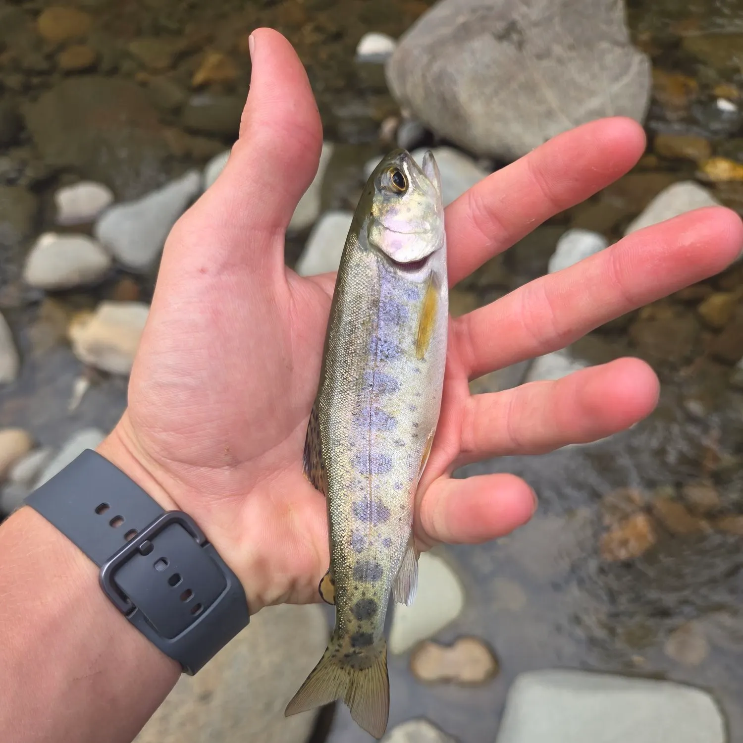 Rainbow trout caught on Fishbrain