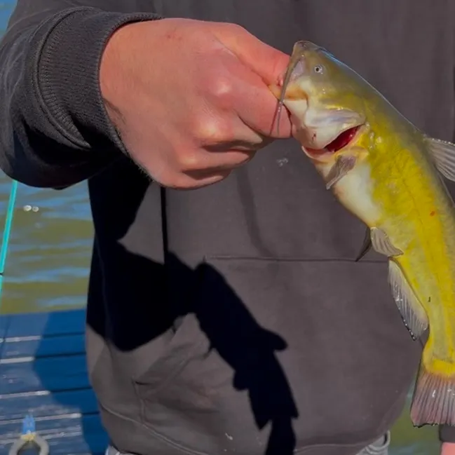Yellow bullhead caught on Fishbrain