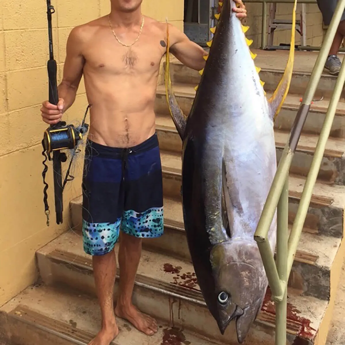 Yellowfin tuna caught on Fishbrain