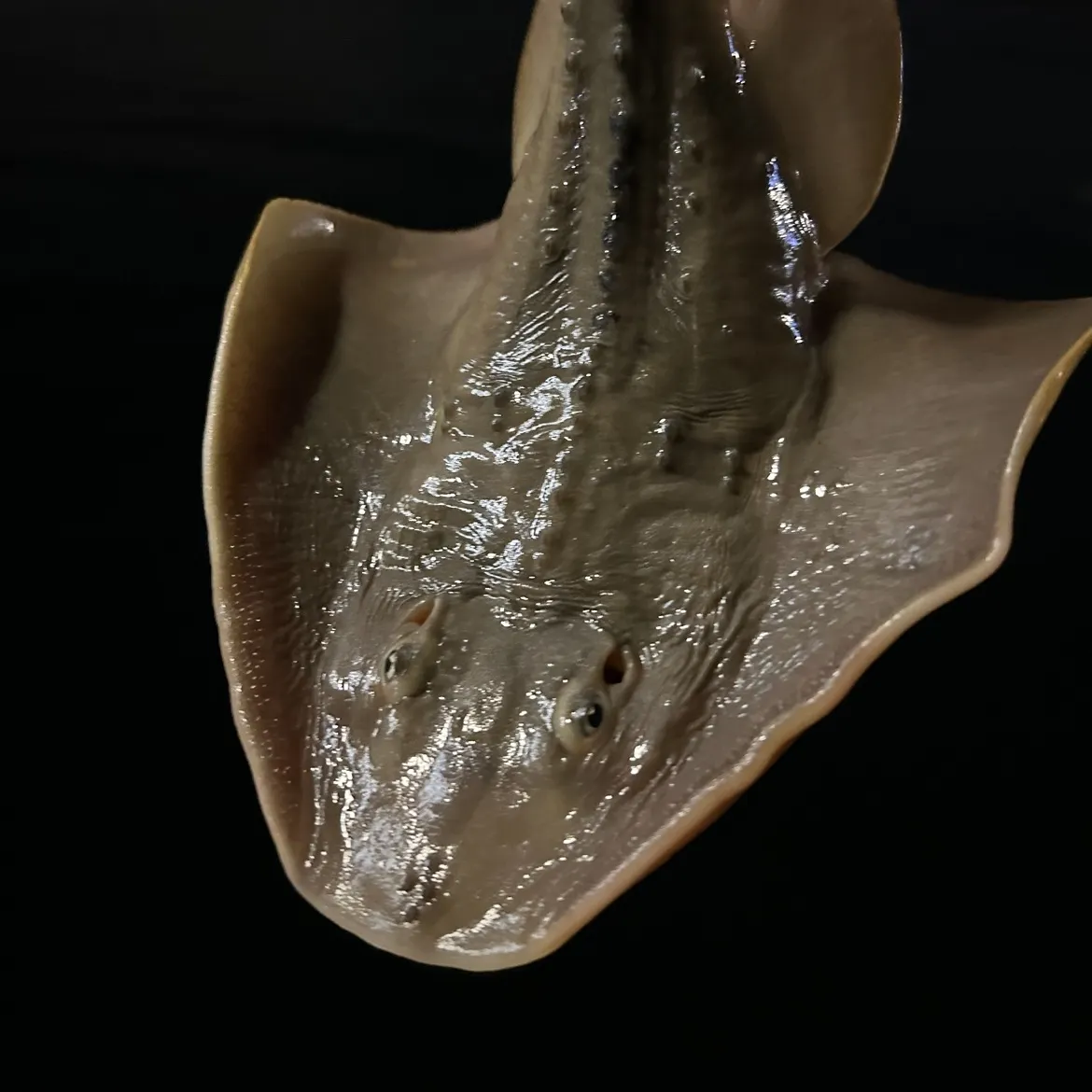 The most recent Thornback ray catches on Fishbrain