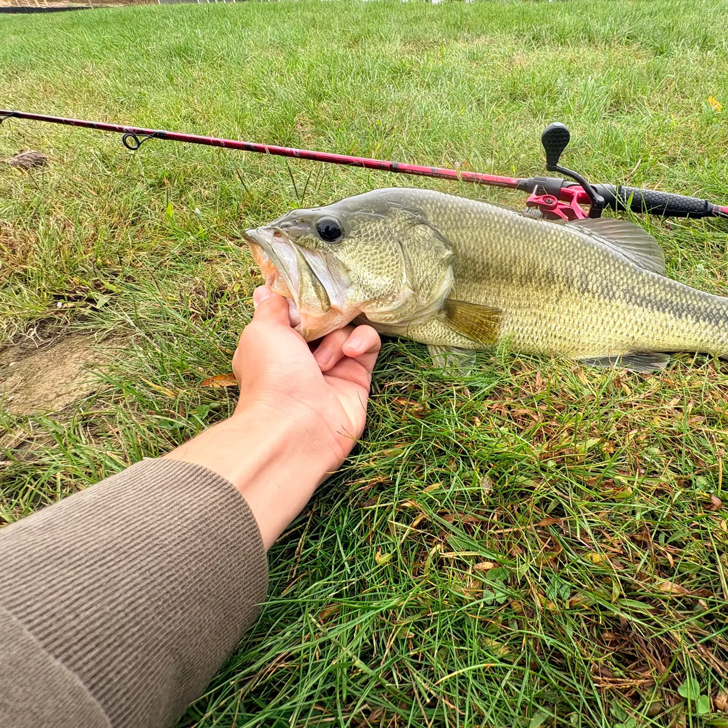 Largemouth bass caught on Fishbrain