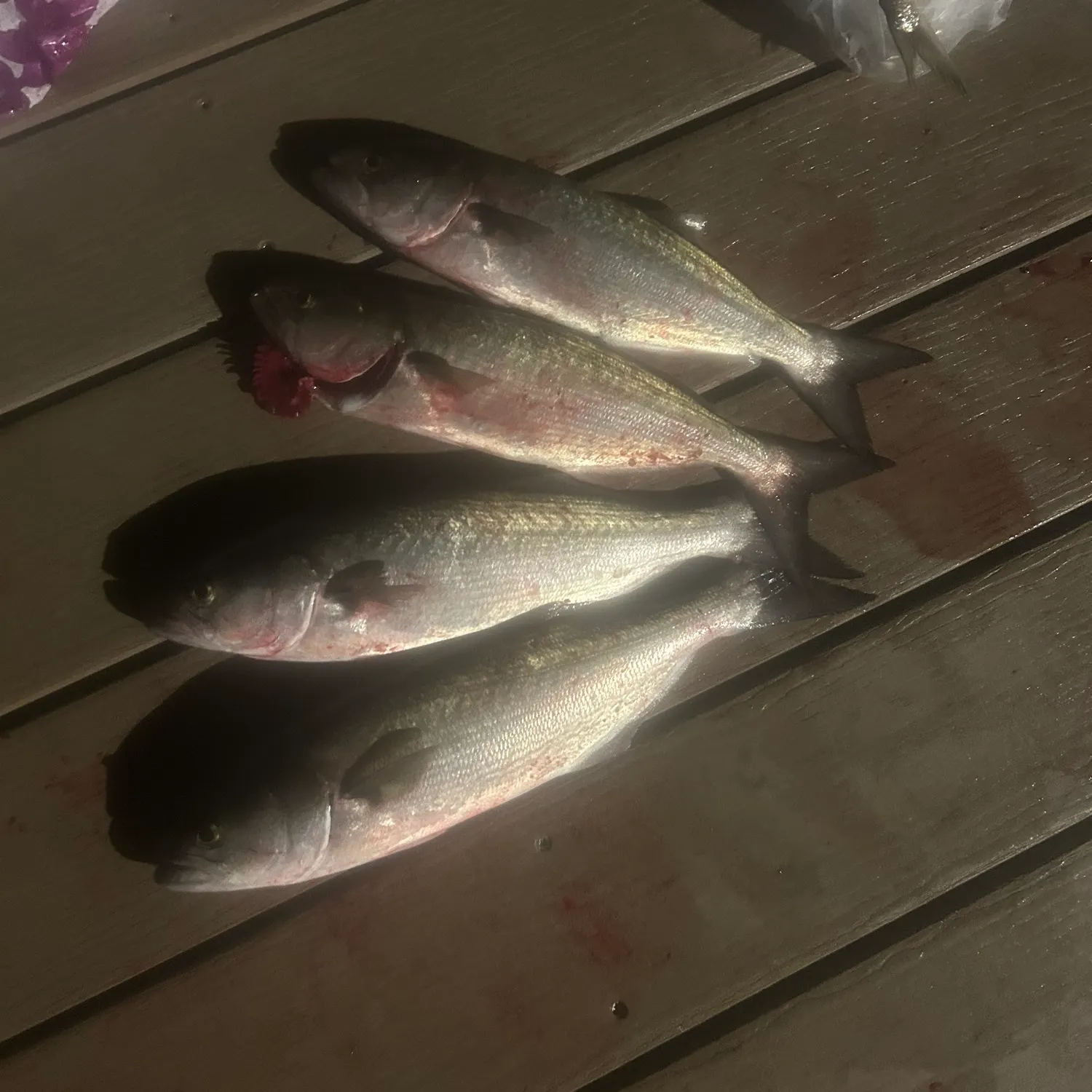 recently logged catches