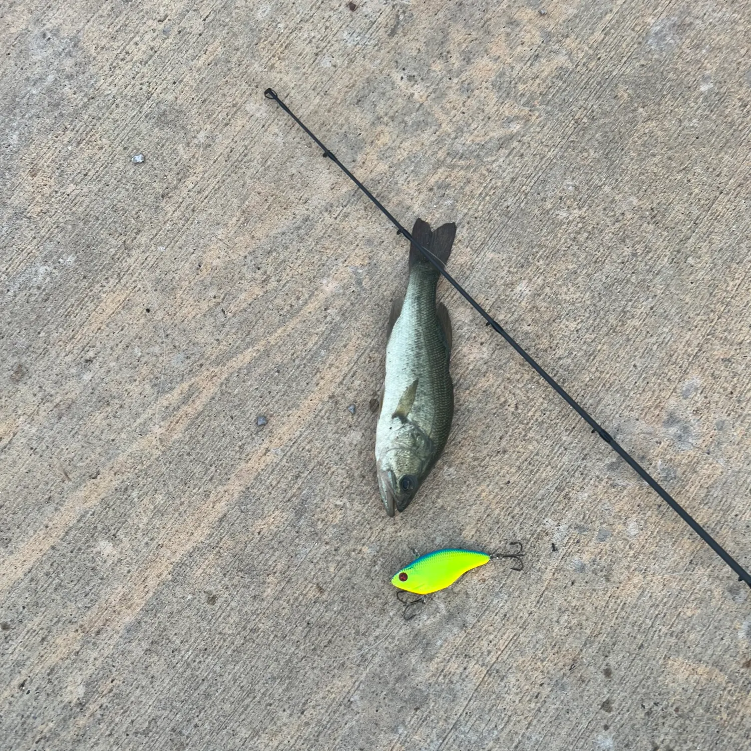 Largemouth bass caught on Fishbrain