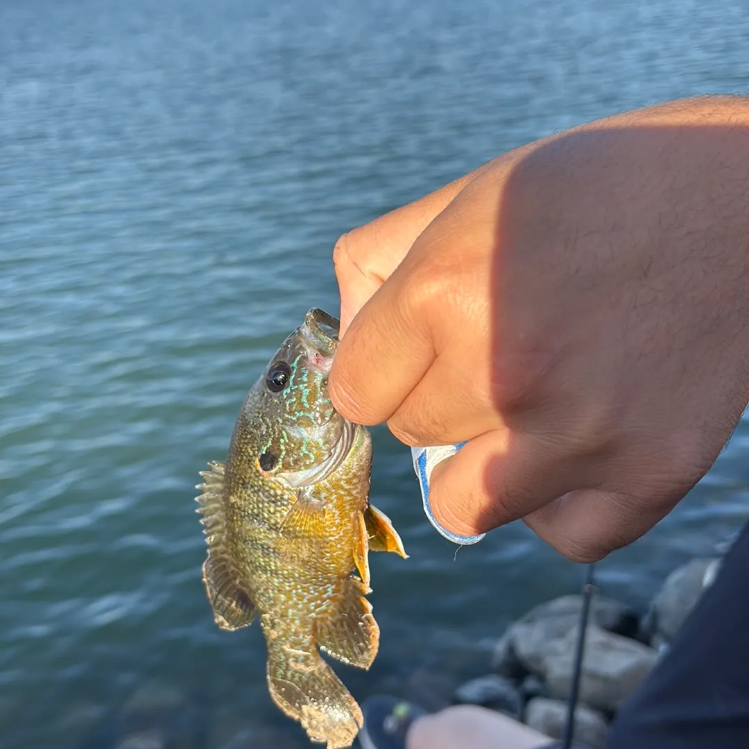 Green sunfish caught on Fishbrain
