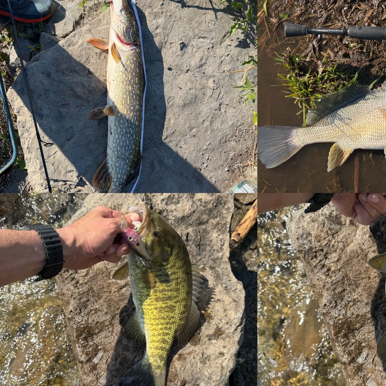 recently logged catches