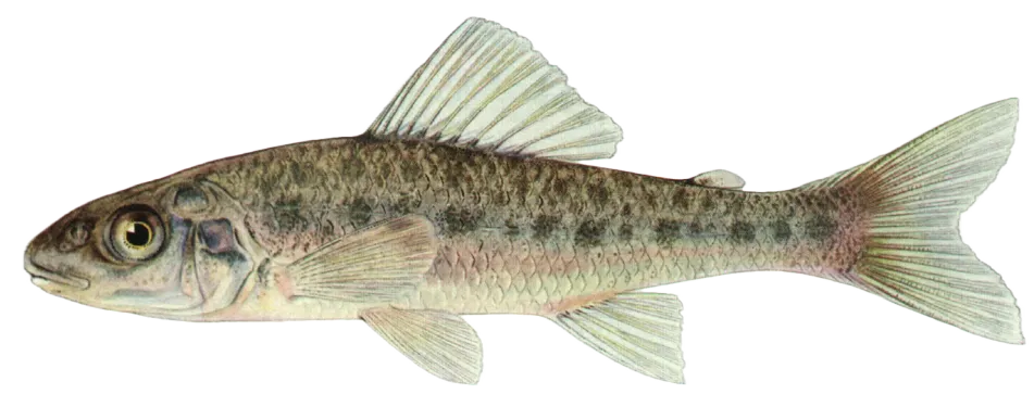 Trout-perch