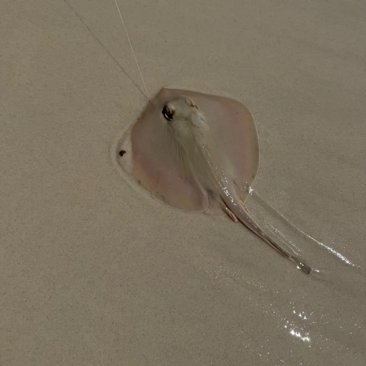 The most recent Common stingaree catches on Fishbrain