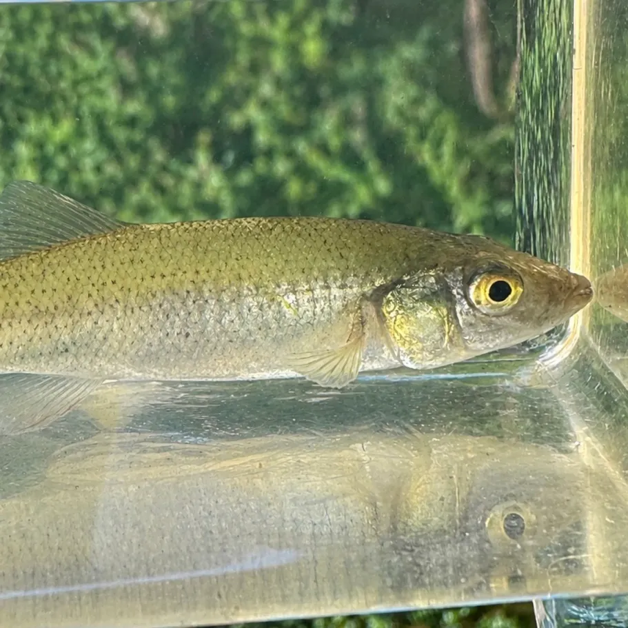 The most recent Seminole killifish catches on Fishbrain