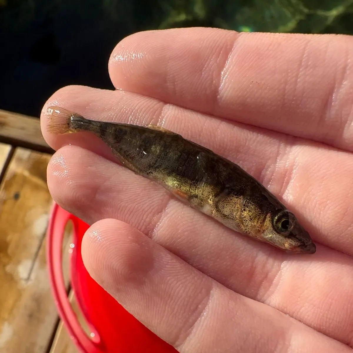 The most recent Ninespine stickleback catches on Fishbrain