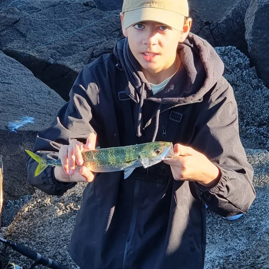 The most recent Blue mackerel catches on Fishbrain