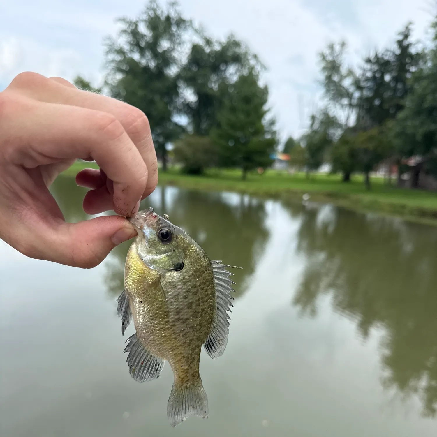 Bluegill caught on Fishbrain